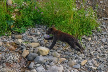 Kayanın üzerindeki vahşi siyah ayı (ursus arctos)