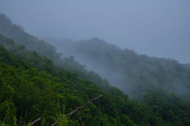 Güzel dağ ormanı. doğal arkaplan