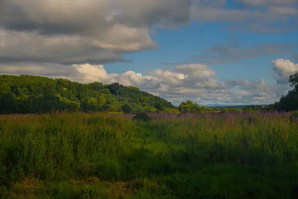 Güneşli bir günde bulutlu bir gökyüzünün altındaki bir tarladaki ağaçların güzel bir görüntüsü.