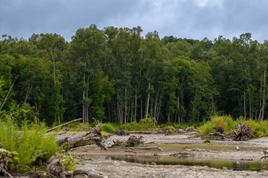 Hollanda 'daki ormandaki nehir.