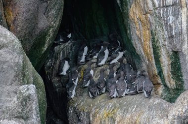 Antarktika kayalıklarında bir penguen sürüsü