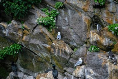 Kaya üzerindeki güzel kuş