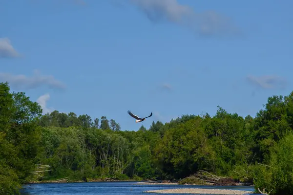 Nehrin üzerinde gökyüzünde uçan kartal.