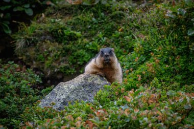 Kayalık dağda kahverengi bir ayının yakın çekimi.