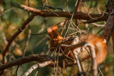 Ormandaki kırmızı sincap