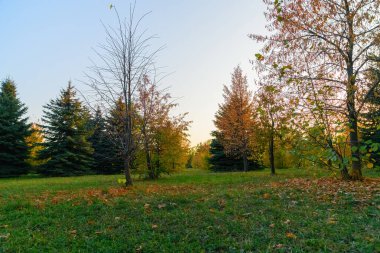 Sonbaharda ağaçlarla dolu güzel bir şehir parkı manzarası.