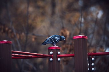 Ağaç dalındaki siyah karga