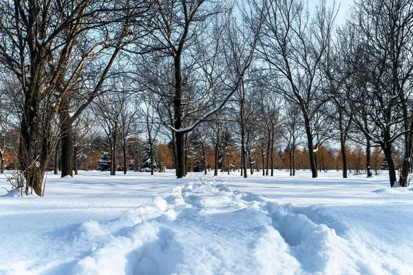 Kış parkında karla kaplı ağaçlar