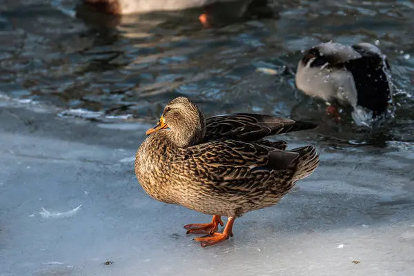 Buzdaki yaban ördeği