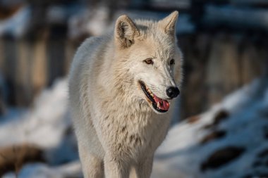 Ormandaki beyaz kurt