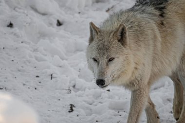 Ormandaki beyaz kurt