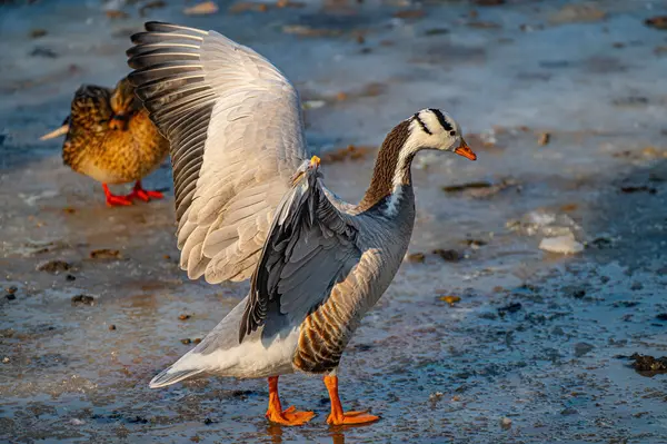 Vahşi kazlar doğada