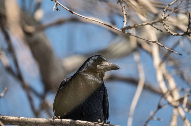 Ağaç dalındaki siyah karga