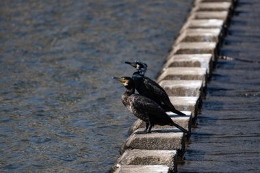 Karabatak, karabatak, karabatak, karabatak ya da karabatak olarak da bilinir.