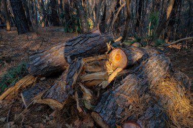 Ormanda çam ağacı gövdesi ve çam ağacı yığını