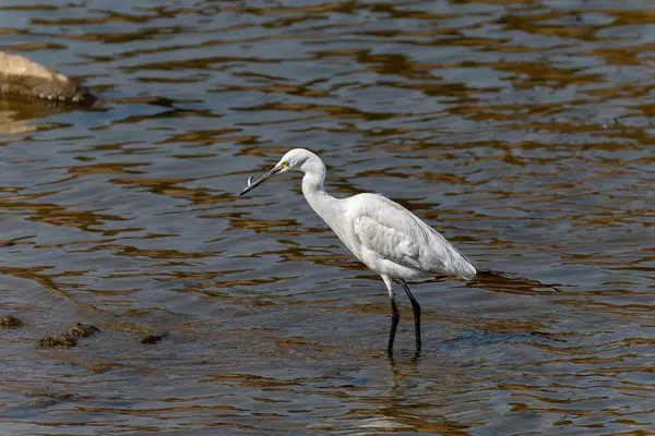 Sudaki büyük balıkçıl