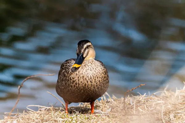 Göldeki yaban ördeği
