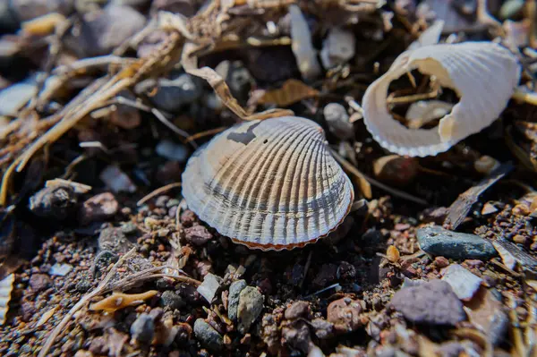 Sahilde deniz kabukları. Kapat. makro fotoğrafçılık.