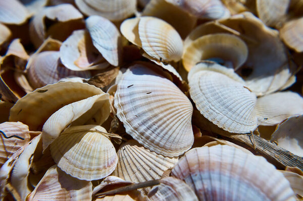 shells and sea background
