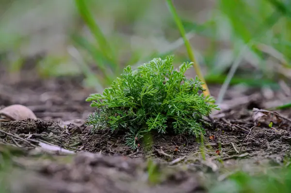 Bir tarlada büyüyen küçük yeşil çimenler.