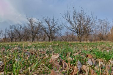 Güzel bir ağacı olan bahar manzarası