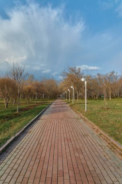 Bir sürü ağacı olan boş bir yol.
