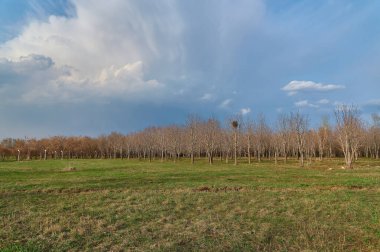 Güzel bir orman manzarası ve bulutlu gökyüzünün altında bir tarla.
