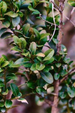 Bahçede yeşil yapraklar