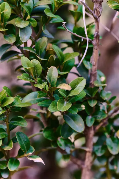 Bahçede yeşil yapraklar