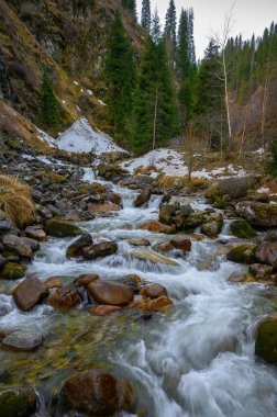 Ormandaki güzel dağ nehri.