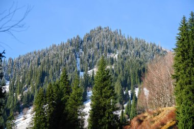 Ormandaki güzel dağ manzarası