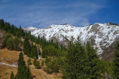 Dağ zirveleri ve ağaçlar