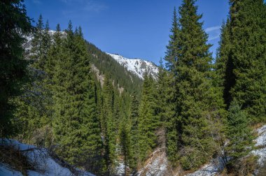 Ağaçlar ve ormanlarla dolu güzel bir manzara.