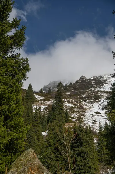 Ormandaki dağların kış manzarası
