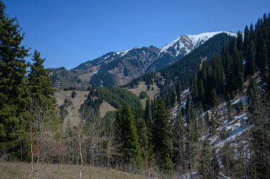 Karpatlar'ın dağ manzarası