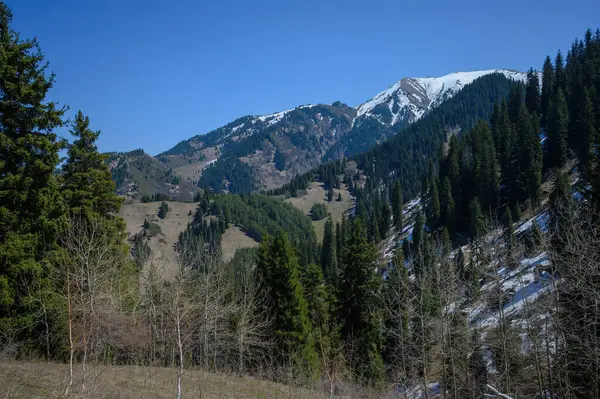 Karpatlar'ın dağ manzarası