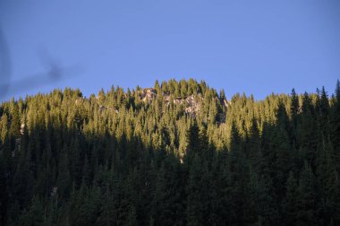 Ağaçlar ve dağlarla dolu güzel bir dağ manzarasının dikey görüntüsü.