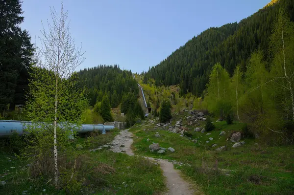 Nehirli bir ormanın güzel manzarası