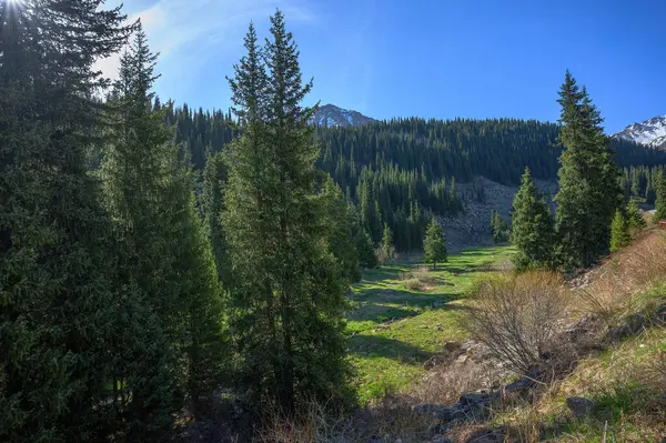 Mavi gökyüzünün altında yeşillikle çevrili yeşil bir ormanın güzel bir görüntüsü.