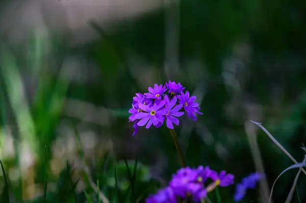 Bahçedeki güzel pembe çiçek