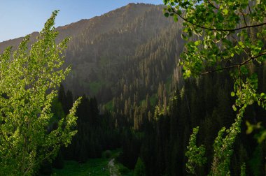 Dağ nehri olan yeşil vadi