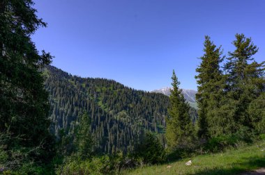 Yeşil ağaçları ve mavi gökyüzü olan güzel bir manzara.