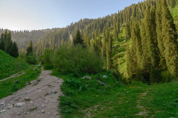 Yazın Karpatlar 'da yeşil dağ manzarası