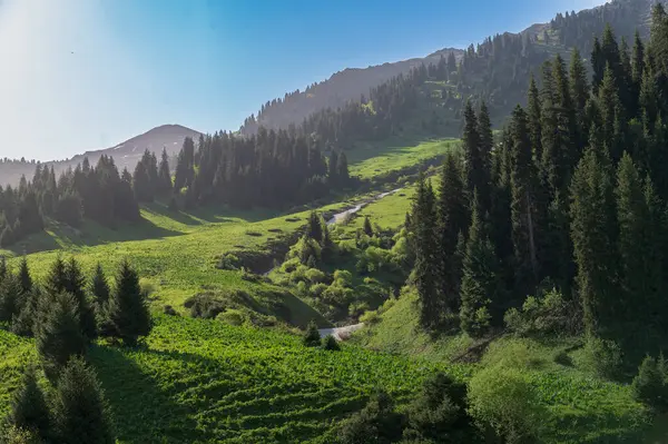 Ukrayna Karpatlar yaz dağ manzarası