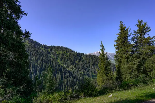 Yeşil ağaçları ve mavi gökyüzü olan güzel bir manzara.