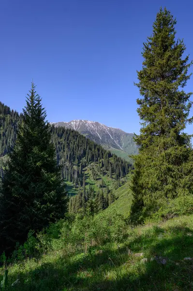 Yeşil ağaçları ve mavi gökyüzü olan güzel bir manzara.
