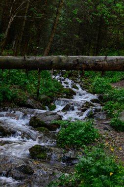 Ormanın ortasında bir şelalenin dikey görüntüsü.