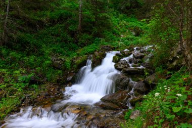 Ormanda güzel bir şelale