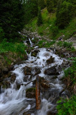 Ormanda güzel bir şelale