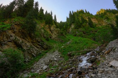 Ormandaki dağ deresi